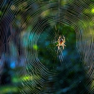 sennik pająk