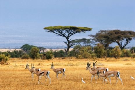 Kenia - safari to znaczy podróż