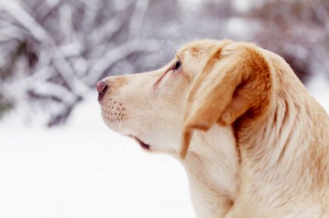 Jak zadbać o zwierzęta zimą? Weterynarz podpowiada
