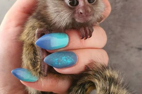 Małpka marmozeta i tamaryna: egzotyczny pupil