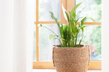 Skrzydłokwiat – ta roślina oczyści powietrze w twoim domu. Jak pielęgnować skrzydłokwiat?