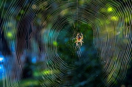 Sennik pająk: jak interpretować sen o pająku? Kluczowe jest, jaki dokładnie pająk zagościł w naszym śnie