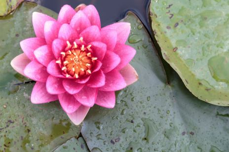 Kwiat lotosu to symbol odrodzenia, czystości i kobiecości. Ta "święta roślina" działa jak amulet na bogactwo