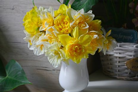 Symbolika kwiatów: czy żółte kwiaty oznaczają zazdrość, a parzysta ilość przynosi pecha?