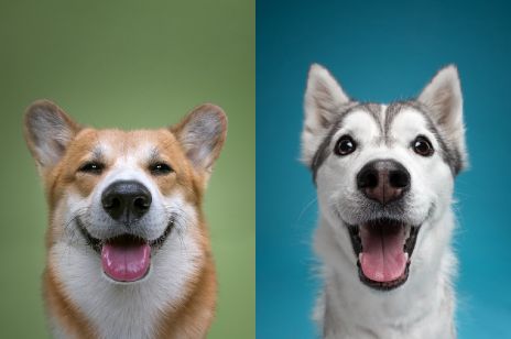 Psie portrety