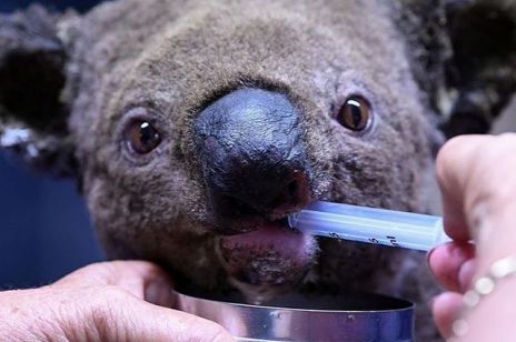 Koala z Australii uratowany z pożaru przez kobietę