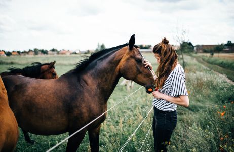 Cytaty o koniach