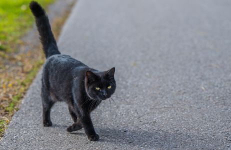 Co zrobić, gdy czarny kot przebiegnie drogę? Nie zatrzymuj się, jest prostszy sposób na zdjęcie klątwy