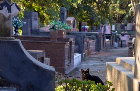 Czarny kot na cmentarzu