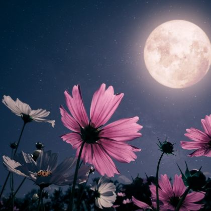 Miłosny rytuał na Pełnię Kwiatowego Księżyca. Zrób to przed snem, a wkrótce się zakochasz
