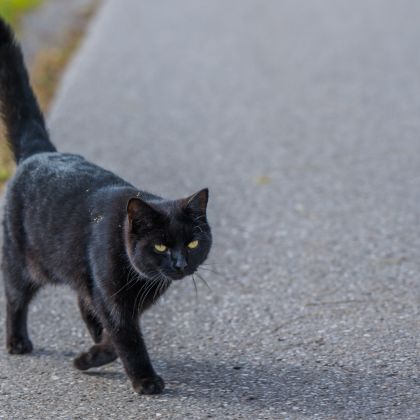 Co zrobić, gdy czarny kot przebiegnie drogę? Nie zatrzymuj się, jest prostszy sposób na zdjęcie klątwy