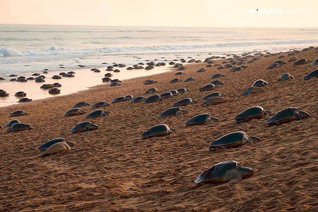 Żółwie wracają na wybrzeże Indii: pod nieobecność ludzi składają jaja