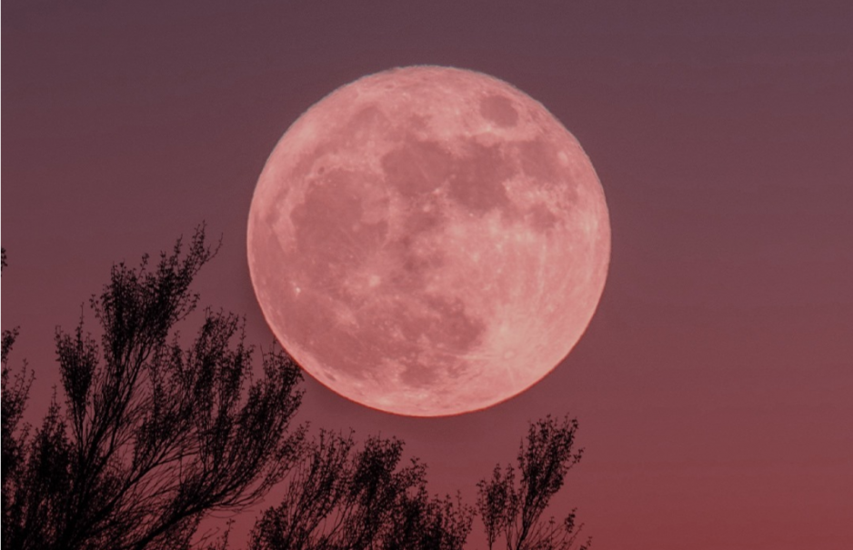 Pełnia Różowego Księżyca: kiedy możemy obejrzeć to wyjątkowe zjawisko?
