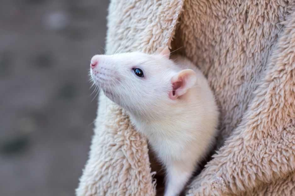 sennik szczur: co oznacza sen o szczurze