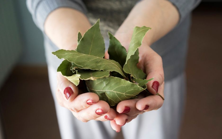 Oczyszczający rytuał z liściem laurowym uchroni cię od stresu. Zajmie ci tylko 5 minut