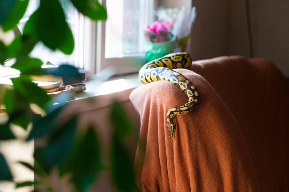 sennik wąż: co oznacza sen o wężu