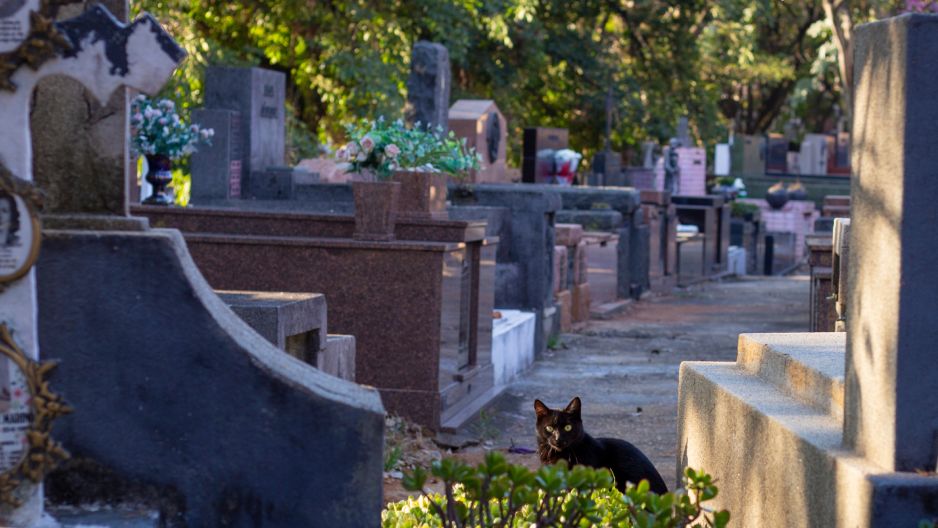 Czarny kot na cmentarzu