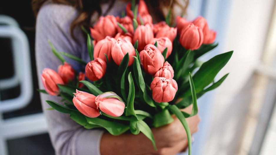 kolory tulipanów