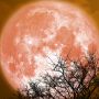 Horoskop na zaćmienie Księżyca w Byku 8 listopada 2022 roku. Co przyniesie nam Krwawy Księżyc