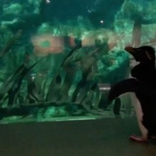 Pingwiny w Shedd Aquarium w Chicago