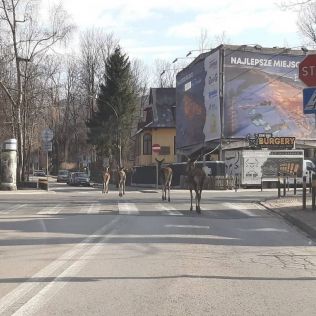 Łanie na ulicach Zakopanego