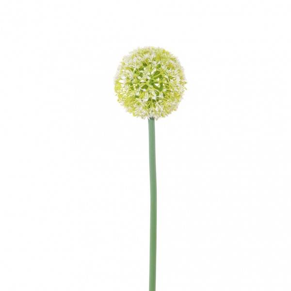 Kwiat-Ballflower