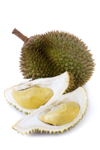 Durian (zybuczkowiec): 