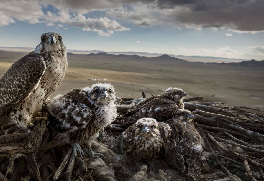World Press Photo 2019 nominacje: przyroda (fotoreportaż)