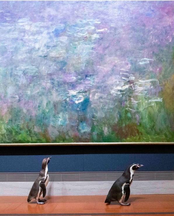 Niecodzienna wizyta pingwinów w muzeum sztuki