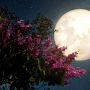 Pełnia Księżyca maj 2023: kiedy ukaże się Kwiatowy Księżyc? Jak wpłynie na nas pełnia Księżyca w Skorpionie?